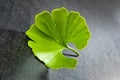 Ginkgo leaf. Royalty Free Stock Photo