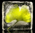 Ginkgo leaf frozen in ice