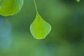 Ginkgo leaf green leaves