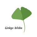 Ginkgo leaf illustration. Isolated on white background