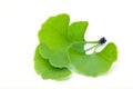 Ginkgo leaf isolated Royalty Free Stock Photo