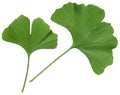 Ginkgo leaf isolated. Gingko tree plant green leaves isolated on white background