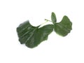 Ginkgo leaf isolated on white background Royalty Free Stock Photo