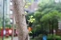 Ginkgo leaf-Lateral branch-Ginkgo biloba L.