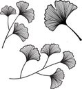 Set of hand drawn Genkgo leaves symbol of hope, strength, and resilience