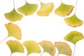 Ginkgo leafs frame Royalty Free Stock Photo