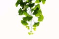 Ginkgo leaves Royalty Free Stock Photo