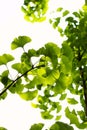 Ginkgo leaves Royalty Free Stock Photo
