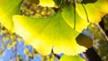 Ginkgo leaves Royalty Free Stock Photo