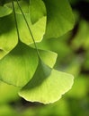 Ginkgo leaves Royalty Free Stock Photo