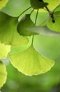 Ginkgo leaves