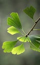 Ginkgo leaves Royalty Free Stock Photo