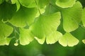 Ginkgo leaves