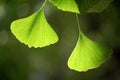 Ginkgo leaves