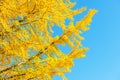 Ginkgo leaves in autumn.