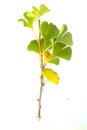 GINKGO BRANCH