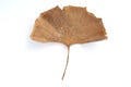 GINKGO LEAVES Royalty Free Stock Photo