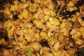 Ginkgo leaves