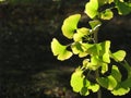 Ginkgo leaves