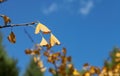 Ginkgo leaves with withered branches