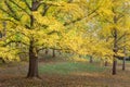 Ginkgo or Maidenhair Grove of Trees