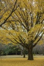 Ginkgo's Golden Embrace: A Moment of Autumn Brilliance