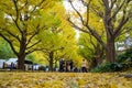 The Ginkgo street avenue in Meiji Jingu Gaien Park