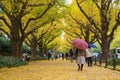 The Ginkgo street avenue in Meiji Jingu Gaien Park