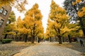 Ginkgo in Tokyo University turn yellow