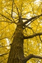 Ginkgo Tree