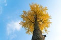 Ginkgo tree