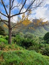 Ginkgo Tree Botanical garden capetown table mount