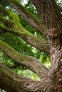 Ginkgo tree closeup Royalty Free Stock Photo