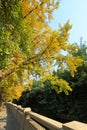 Ginkgo tree in the fall in a college campus in china