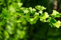 Ginkgo tree Ginkgo biloba or gingko with brightly green new leaves against background of blurry foliage Royalty Free Stock Photo