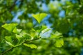 Ginkgo tree Ginkgo biloba or gingko with brightly green new leaves against background of blurry foliage. Selective close-up