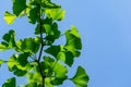 Ginkgo tree Ginkgo biloba or gingko with brightly green new leaves against background of clear blue sky. Selective close-up