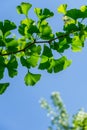 Ginkgo tree Ginkgo biloba or gingko with brightly green new leaves against blue sky background. Selective close-up.