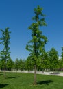 Ginkgo tree Ginkgo biloba or gingko with brightly green new leaves in Public landscape city park Krasnodar