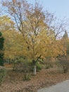 Ginkgo tree in late autumn Royalty Free Stock Photo