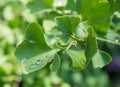 Ginkgo tree leaves with raindrops