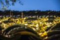 The ginkgo tree leaves scenery