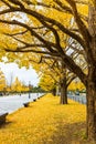Ginkgo Tree-lined Street in Autumn