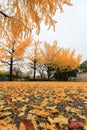 Ginkgo tree at Osaka Castle Park,Japan