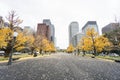 Ginkgo tree in public park turn yellow in autumn taken in Tokyo train station