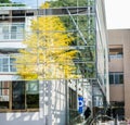 Ginkgo tree reflection in autumn