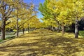 Ginkgo Tree Road in Showa Kinen Park Royalty Free Stock Photo