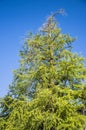 The ginkgo tree