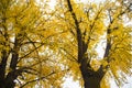 Ginkgo trees in autumn