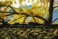 Ginkgo trees in autumn Royalty Free Stock Photo